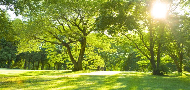 Products For Treehouse Buildings in use