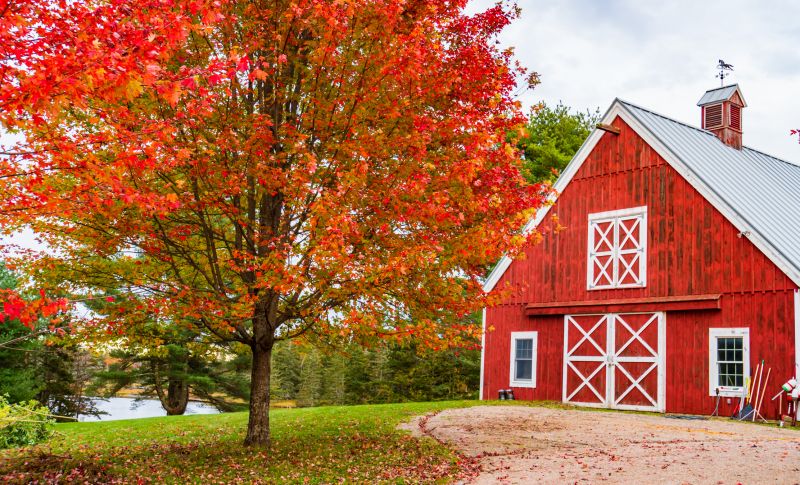 Treehouse in Autumn